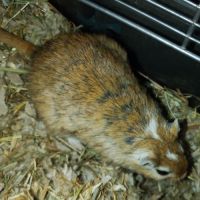 Don de 2 gerbilles 🐹 #4