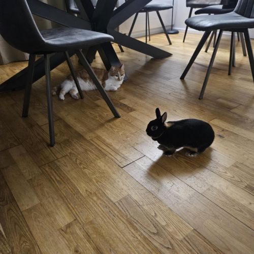 Véritable lapin nain - éleveur - docile #3