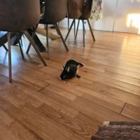 Véritable lapin nain - éleveur - docile #1