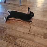 Véritable lapin nain - éleveur - docile #0