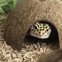 Recherche gecko léopard mâle