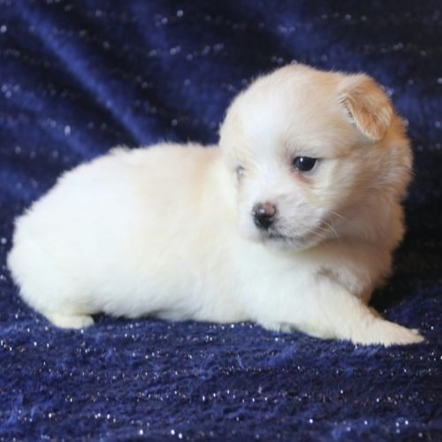 Magnifique chiot coton de tulear disponible