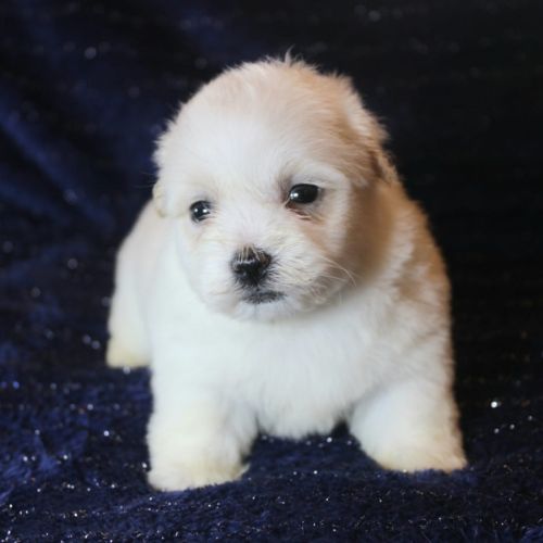 Magnifique chiot coton de tulear disponible #3