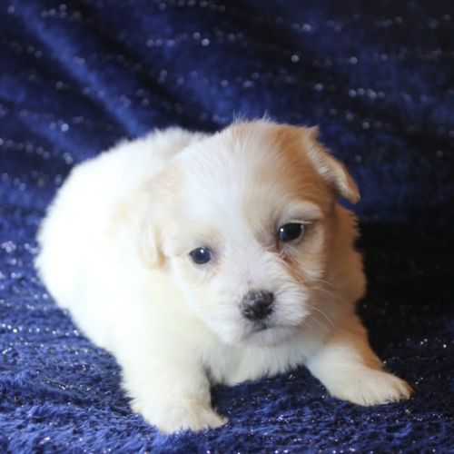 Magnifique chiot coton de tulear disponible #4
