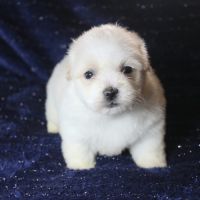 Magnifique chiot coton de tulear disponible #2