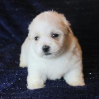 Magnifique chiot coton de tulear disponible #3