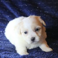 Magnifique chiot coton de tulear disponible #4