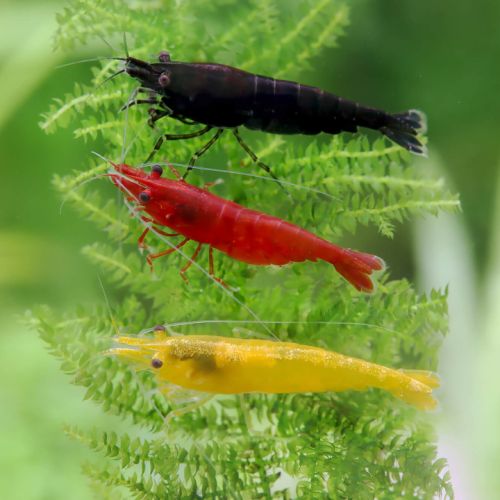 Lot de 10 crevettes neocaridina plusieurs couleurs #3