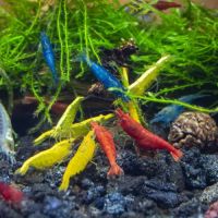 Lot de 10 crevettes neocaridina plusieurs couleurs