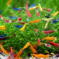 Lot de 10 crevettes neocaridina plusieurs couleurs #2