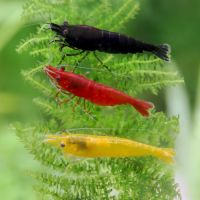 Lot de 10 crevettes neocaridina plusieurs couleurs #3