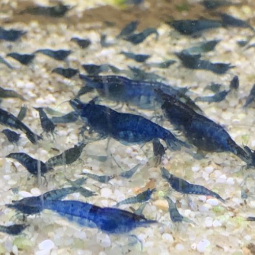 Lot de 10 crevettes bleue 
