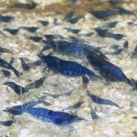 Lot de 10 crevettes bleue 