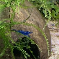 Lot de 10 crevettes bleue 