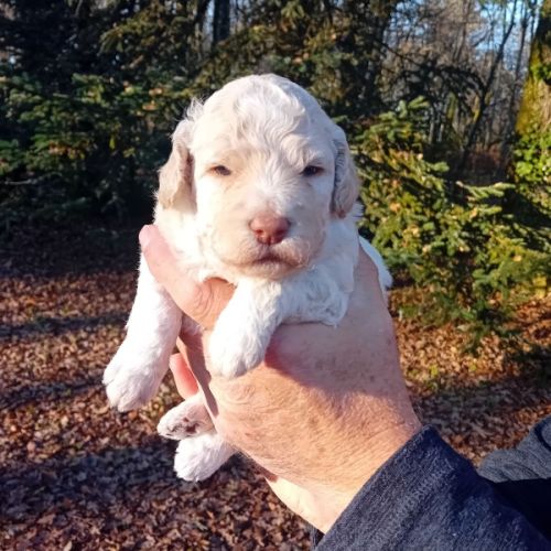 Lagotto romagnolo lof #2