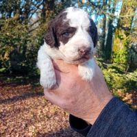 Lagotto romagnolo lof #1
