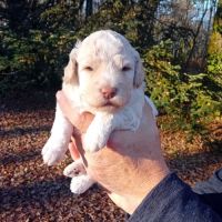 Lagotto romagnolo lof #2