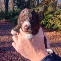 Lagotto romagnolo lof #0