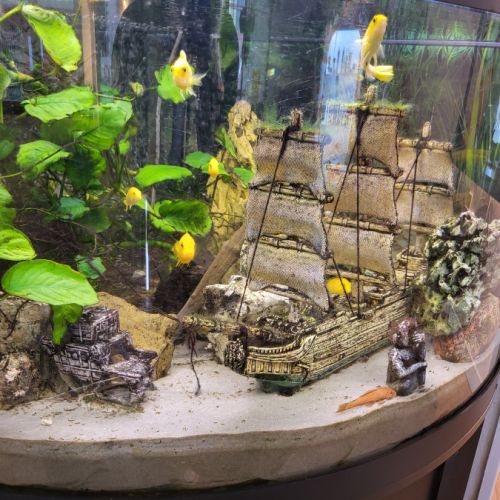 Groupe de cichlidés malawi