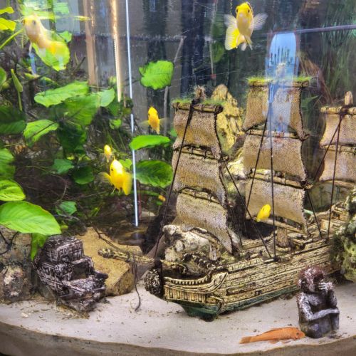 Groupe de cichlidés malawi #2