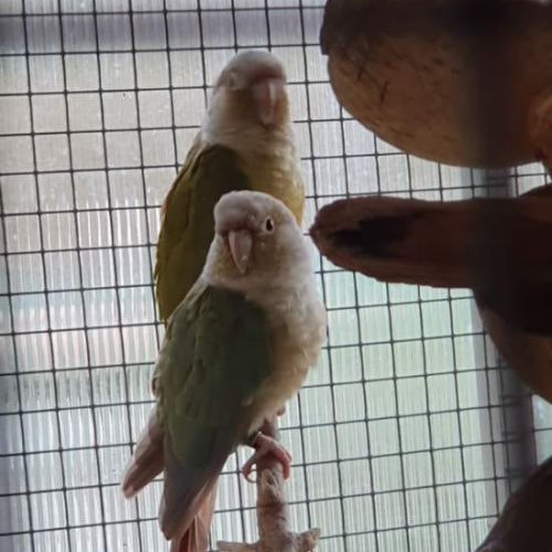 Conure molinea #2