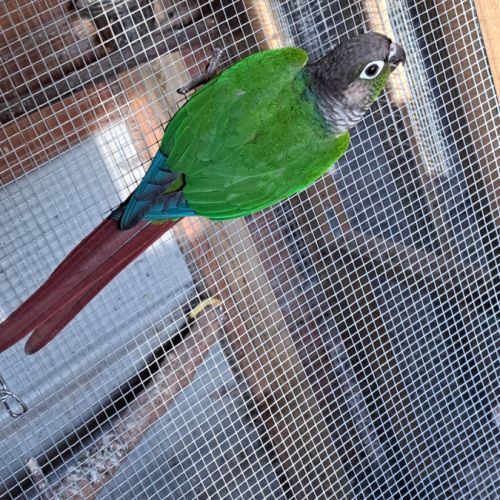 Conure molinea #4