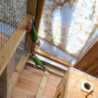 Conure molinea #1