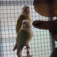Conure molinea #2