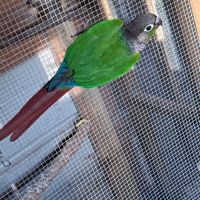 Conure molinea #4
