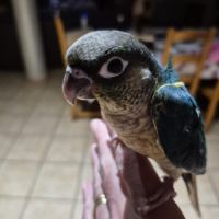 Conure molinea #6