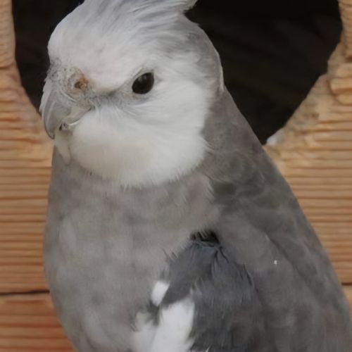 2 calopsitte de l’année #0