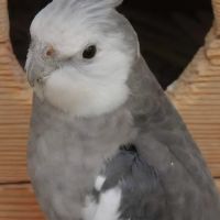 2 calopsitte de l’année