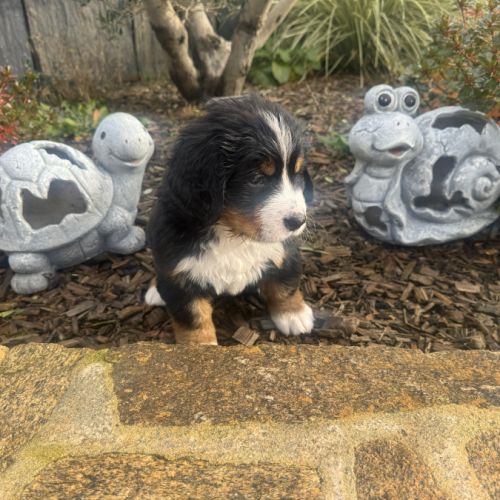 Chiots bouvier bernois lof #3