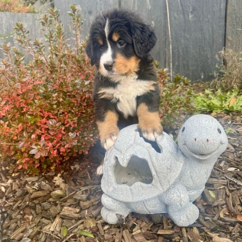 Chiots bouvier bernois lof #4