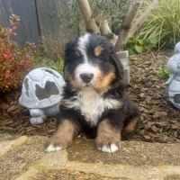 Chiots bouvier bernois lof #1