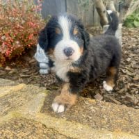 Chiots bouvier bernois lof #0