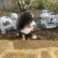 Chiots bouvier bernois lof #3