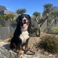 Chiots bouvier bernois lof #5