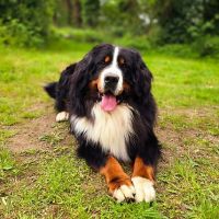 Chiots bouvier bernois lof #6