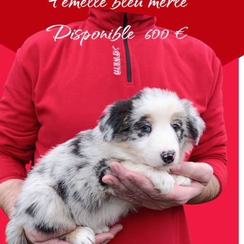 Femelle et mâle border collie disponible #2