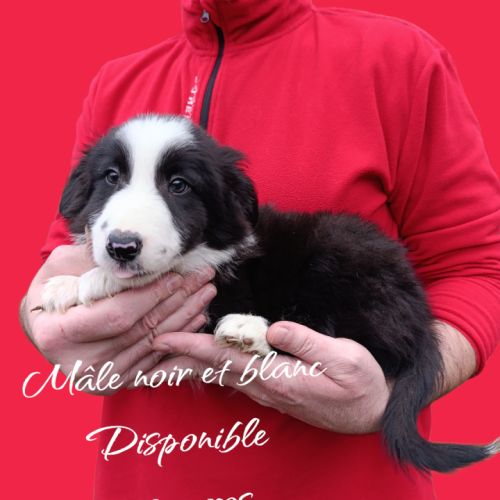 Femelle et mâle border collie disponible #3