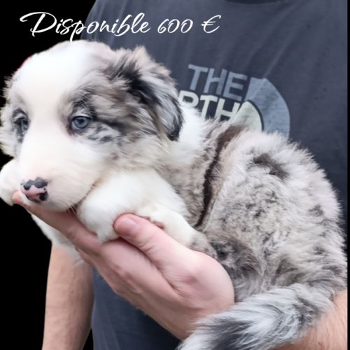 Femelle et mâle border collie disponible