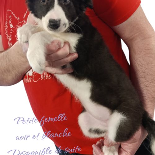 Femelle et mâle border collie disponible #2