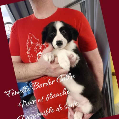 Femelle et mâle border collie disponible #4