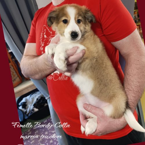 Femelle et mâle border collie disponible #5