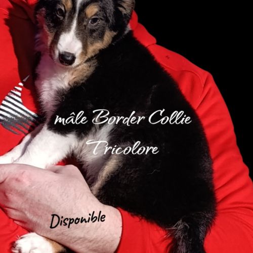 Femelle et mâle border collie disponible #7
