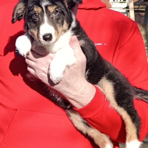 Femelle et mâle border collie disponible #8