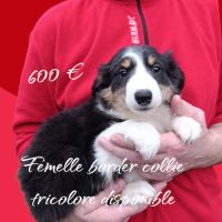 Femelle et mâle border collie disponible #1