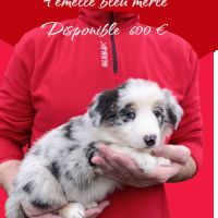 Femelle et mâle border collie disponible #2