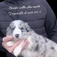 Femelle et mâle border collie disponible #5